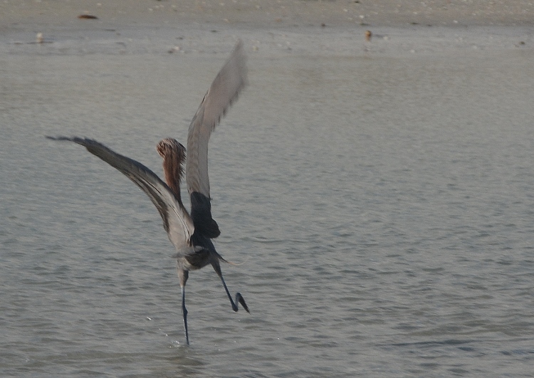 heron in water 